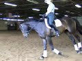 Guiliano - 3 yr old Can WB for sale