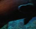 Fish eat fish Fish eat fish