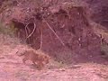 mfuwe zambia 5