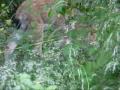 Lynx Family Luchs Zoo Munich CIMG 0010