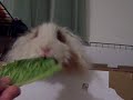 CUTE TEXEL GUINEA PIG PEEKS OVER EDGE OF CAGE FOR YUM YUMS