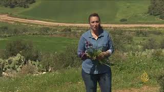 هذا الصباح-سوسنة فقوعة.. زهرة فلسطين الوطنية هذا الصباح-سوسنة فقوعة.. زهرة فلسطين الوطنية