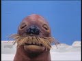 Pingu Dreams Pingu Dreams