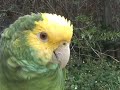 Parrot talk
