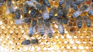 Jacey Woods Apiary 11 March 2016