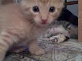 Kittens gone wild Kittens gone wild