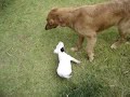 Golden Retriever x Bull Terrier Golden Retriever x Bull Terrier