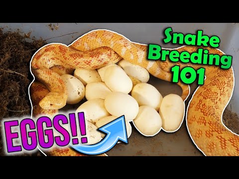 YouTube reptile video