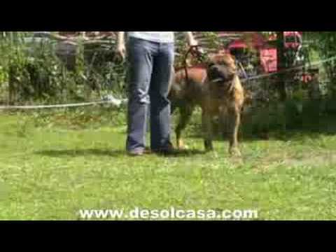 fila brasileiro