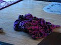 Naughty Shih Tzu
