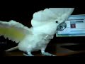 Video anschauen