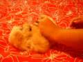 videos de Canil Manto Branco Filhote Malte Macho