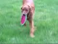 Murphy Smith, the Golden Retriever, and his Frisbee workout Murphy Smith, the Golden Retriever, and his Frisbee workout