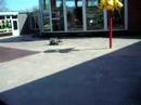 perolito test(sidewinder)