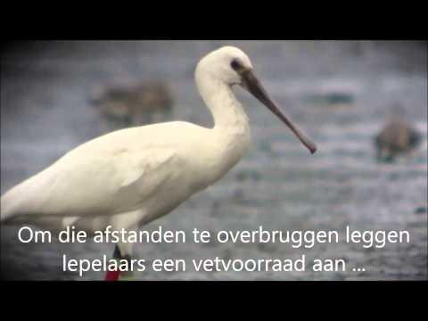 YouTube voorvertoningsafbeelding
