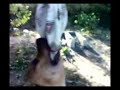 papazcesme pitbull training from bursa jhonny crack part9-2 papazcesme pitbull training from bursa jhonny crack part9-2