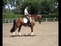 Dressage: Mejora de un potro de 5 años en unos meses.