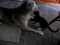 Neo the Kitten vs. Lady the Dog