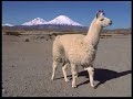 Lama sympa