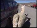 Lama sympa