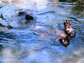 les hippopotames du zoo de La Palmyre les hippopotames du zoo de La Palmyre