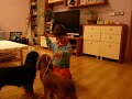 junior handling junior handling