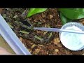 Baby Rhino Vipers
