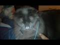 Cat's Favorite Toy--Who Would Have Thunk It?