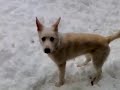 Tommy, Pastore Svizzero Bianco... Play Snow 06012009 Tommy, Pastore Svizzero Bianco... Play Snow 06012009