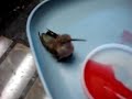hummingbird rescue