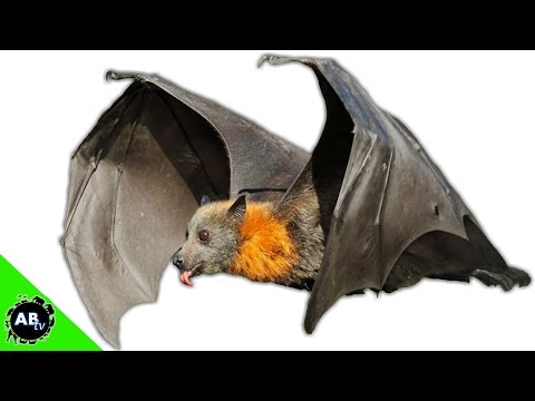 YouTube reptile video