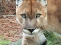 Download video youtube - Mountain Lion Species Spotlight