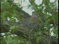 Birds! Birds! Birds! 28