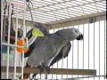 Coco The African Gray Parrot