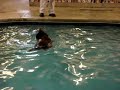 Indoor Swimming Pool for Dogs