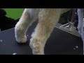 labradoodle