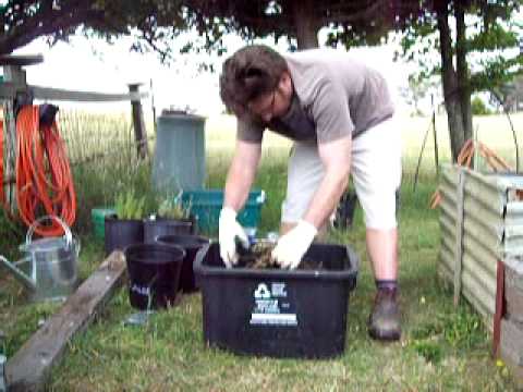 how to replant a mint plant