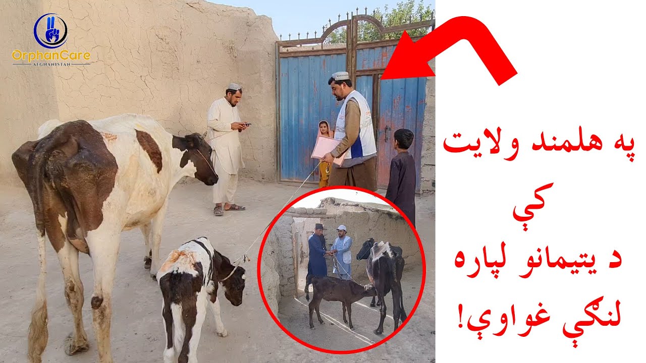 Helmand cow dist program/توزیع گاوهای شیری در ولایت هلمند /په هلمند ولایت کې د بی سرپرسته یتیمانو
