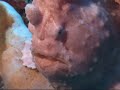 anglerfish hengelaarsvis frogfish