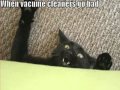 Very Funny Cats 71