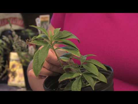 how to plant phlox