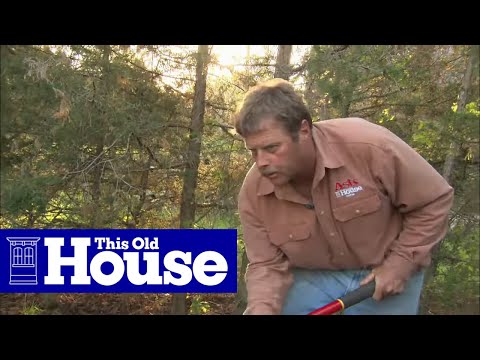 how to fertilize a rhododendron