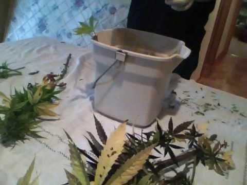 how to harvest weed outdoors