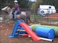 Labradoodle Puppy and Horses