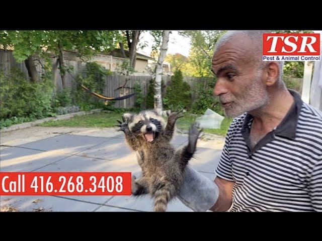 ANIMAL REMOVAL PEST CONTROL RACCOON SQUIRREL MOUSE RAT COCKROACH in Other in Oshawa / Durham Region