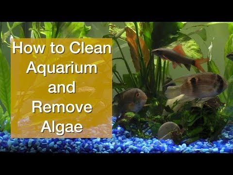 video-linktoworks-How to Clean Aquarium and Remove Algae
