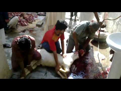 Eid ul azha qurbani - Butchers Contact Numbers: Captain Jugno 03078116336.
