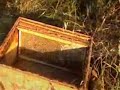 i went to paterno last weekend to see the brothers castellana. they've had bees since 2002 when i was living in sarzana. i encouraged them to get a hive and in the spring we went to find local beekeepers. one guy and his son down in marinella, the 