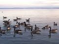 Outardes a volont/
