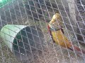 MVI_3996.avi